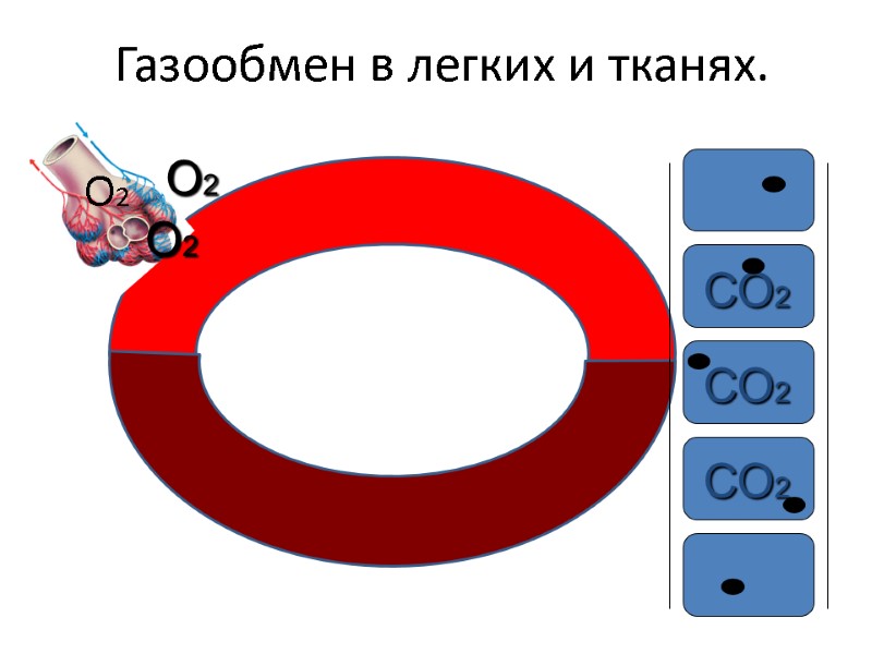 Газообмен в легких и тканях. О2 О2 О2 СО2 СО2 СО2